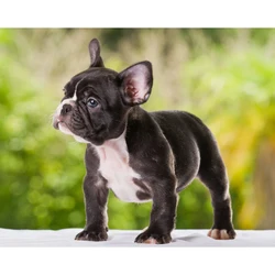 French bulldog Animal,Full Drill diamond embroidery,5d diamond painting,Cross Stitch,3D rhinestone embroidery,puppy Mosaic,Decor
