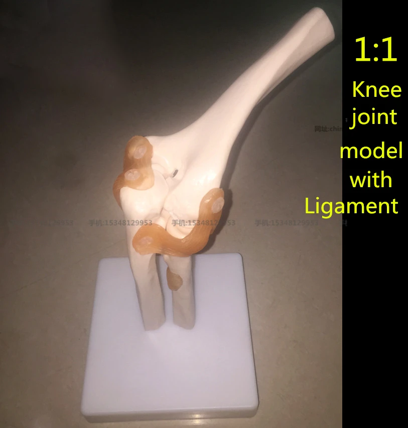 

Human medical Skeleton elbow Joint Anatomy Models Skeleton Model with Ligaments Joint Model Medical Science Teaching Supplies