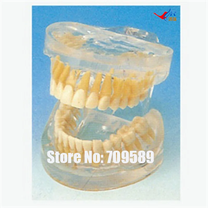 Transparent Adult Teeth Model, Dental Care Model