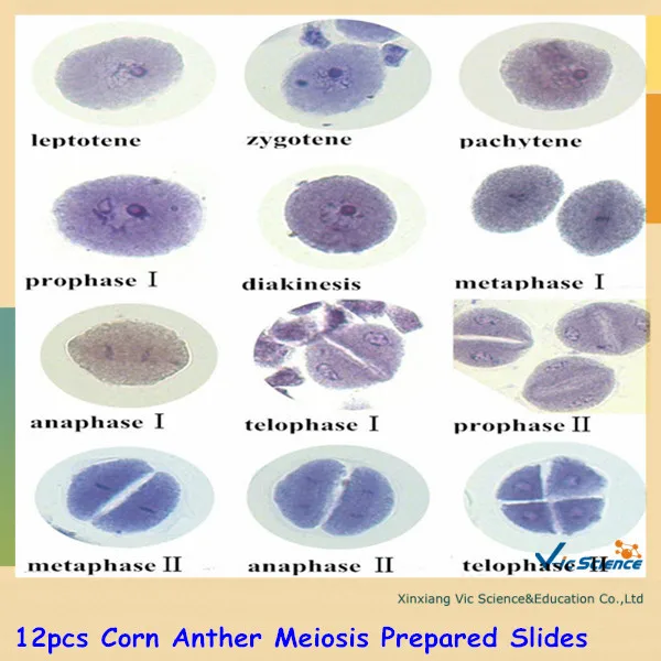 Imagem -02 - Corn Misturado Meiose & Mitose Preparado Slides