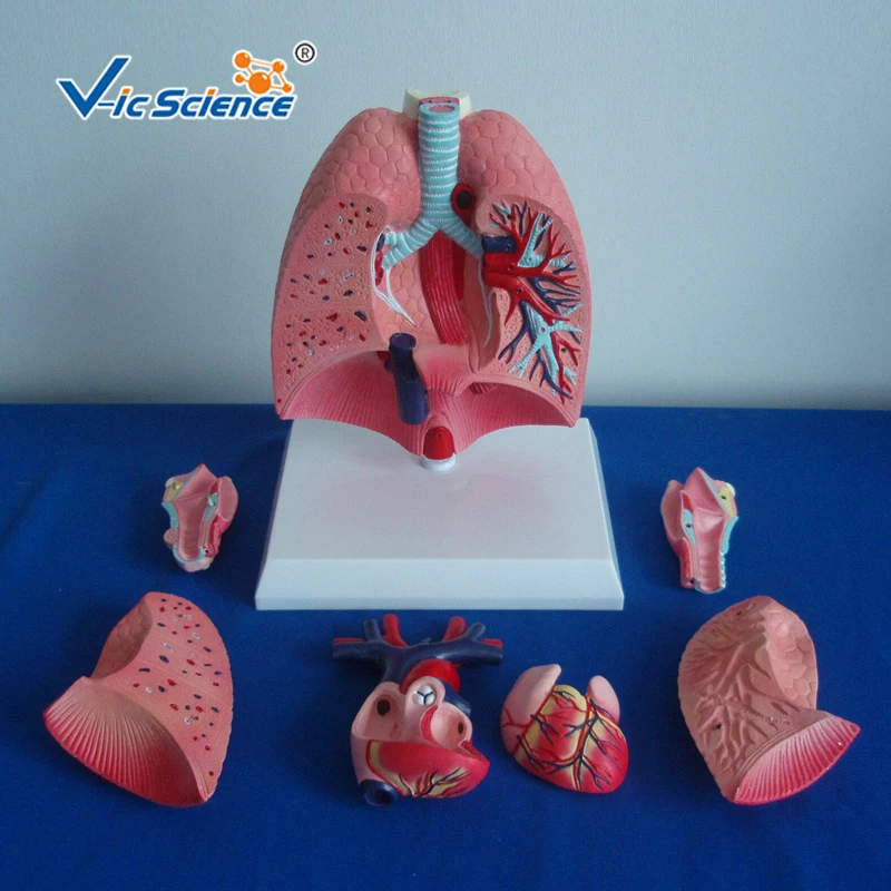 Erweiterte PVC Desktop Anatomischen Atemwege Menschlichen Kehlkopf Herz Und Lunge Pädagogisches Modell für Lehre Studenten