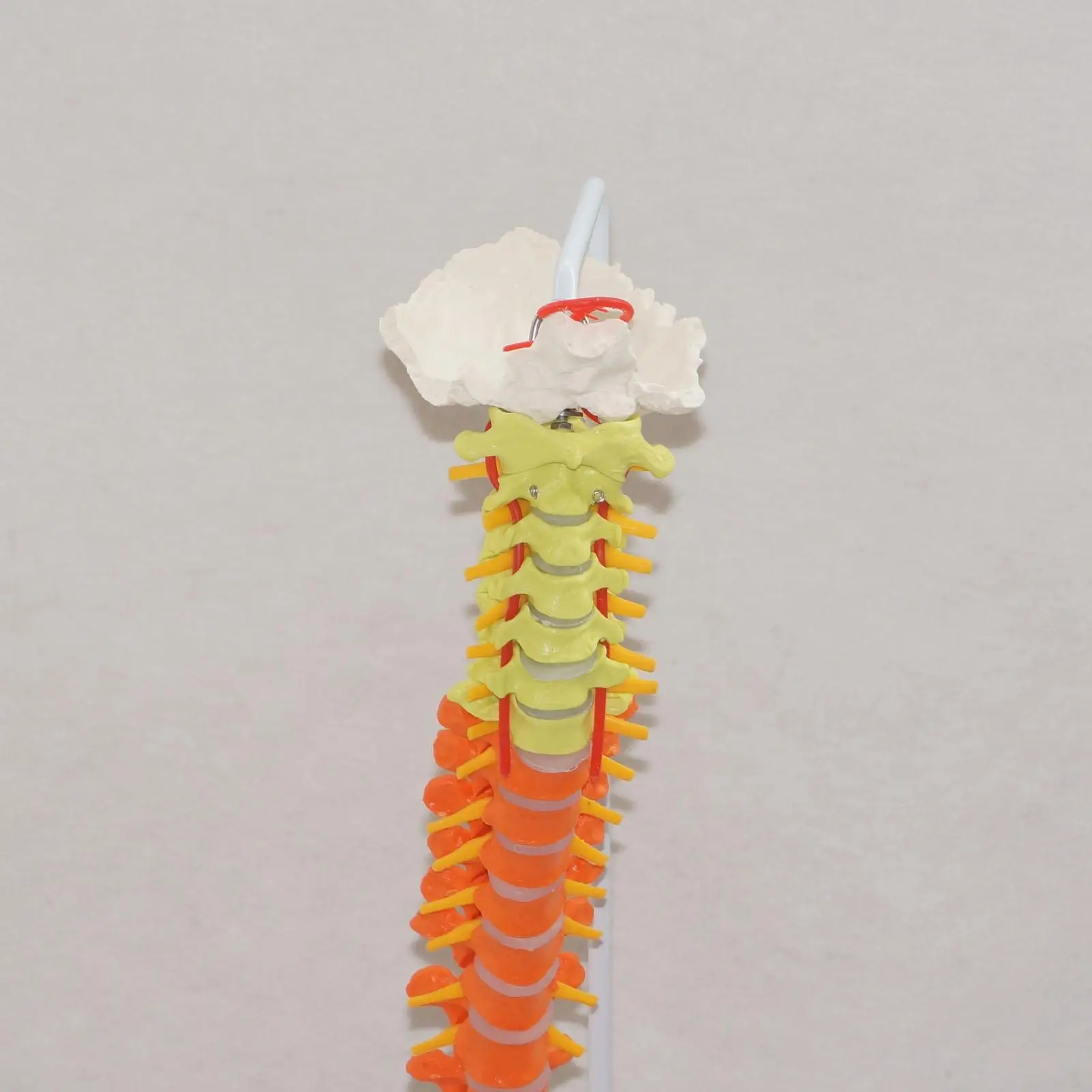 PVC Colored Didactic Flexible Spinal Column Anatomy Model Human Skeleton Specimen Human Life Size 1:1 Medical Model Spinal