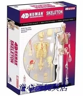 

4D MASTER Human 46pcs assembled set model toy skeleton model whole body bone medical use 18.5*5.5*24cm free shipping