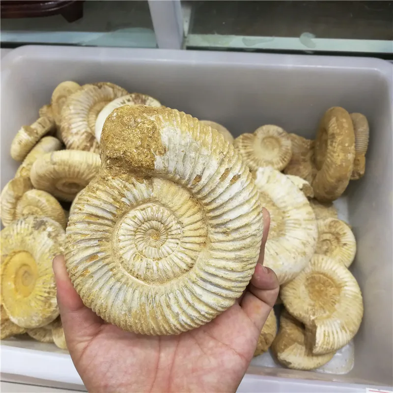 1KG (2.2LB)  NATURAL DOUVILLEICERAS AMMONITE   CONCH Africa,Wholesales Price