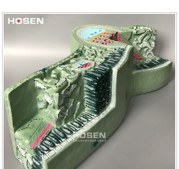 Plant model leaves construct cell tissue model of transverse section of leaf vein