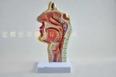 Nasal cavity, oral cavity, larynx, pharynx model nasal cavity longitudinal section model human nasal cavity orthodontic anatomy