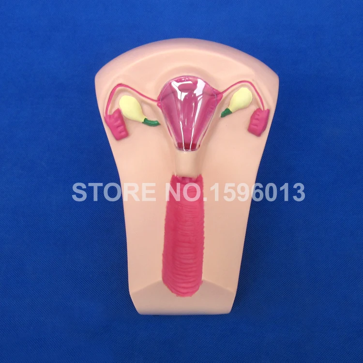 Female Intrauterine Contraceptive Teaching Model IUD Training Simulator