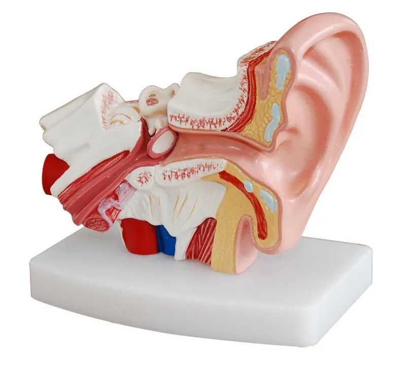 1.5X ear anatomy the inner ear labyrinth model human auditory system model ENT human model free shipping