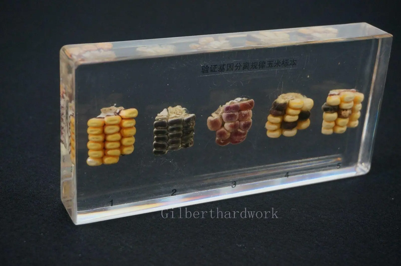 Überprüfung Von Gen Isolation Regel Proben In Klar Lucite Pädagogisches