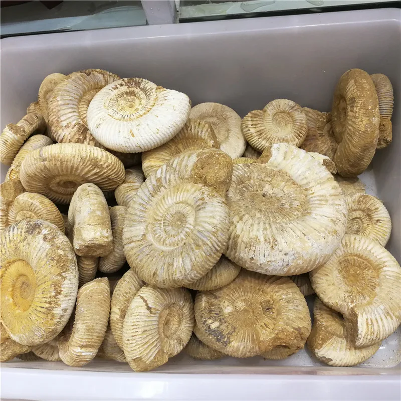 1KG (2.2LB)  NATURAL DOUVILLEICERAS AMMONITE   CONCH Africa,Wholesales Price