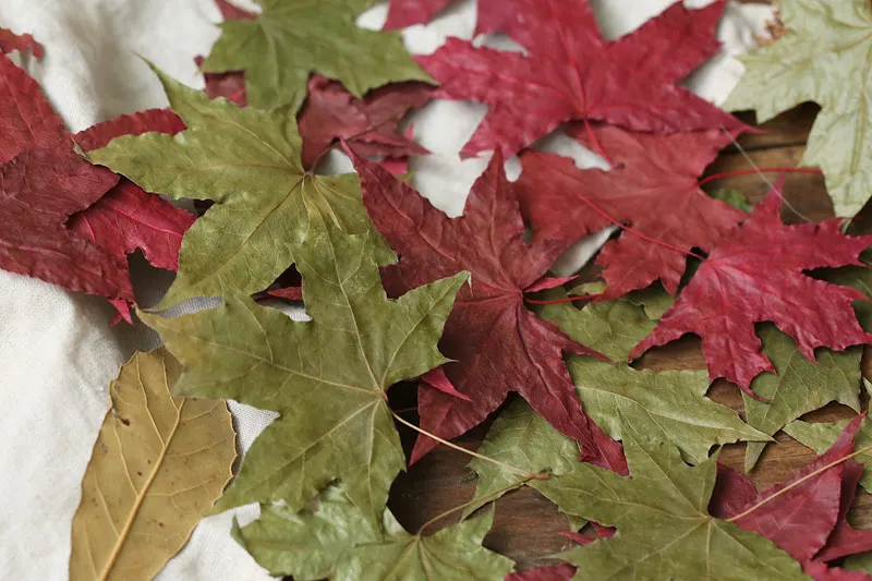 

10 pcs Pure Natural Maple Leaf Dry Leaves Red Green Autumn Foliage for Photo Studio Shooting Photography Background Accessories