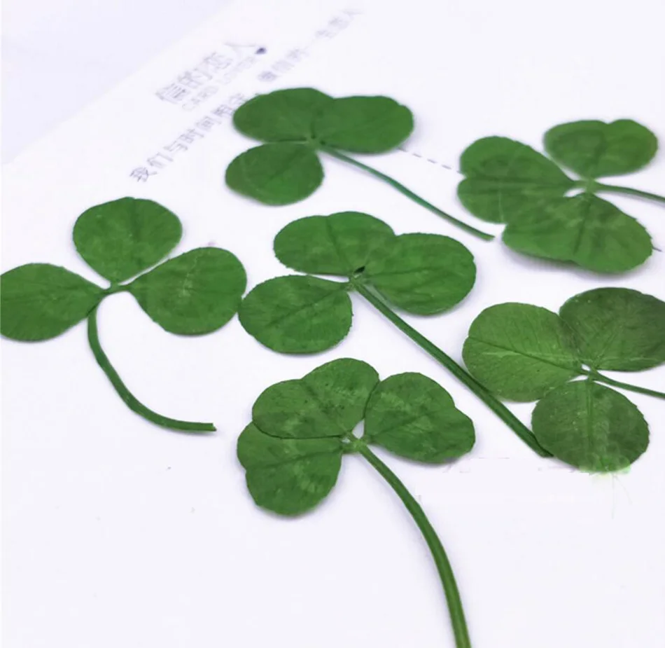 120pcs Pressed Dried Shamrock Leaves Flower Plant Herbarium For Jewelry Postcard Invitation Card Phone Case Bookmark Making DIY