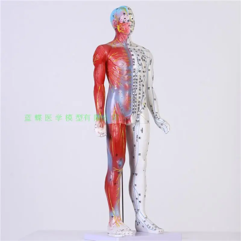 Ultra HD 85cm human acupoint model Acupuncture massage teaching model 85cm half-skin half-muscle meridian model