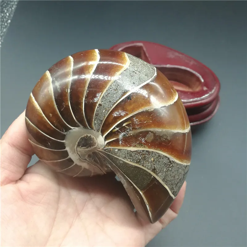 Natural Ammonite   Stone Hot Sale Conch  Specimen Beautiful Ammonite   For Sale LA2052