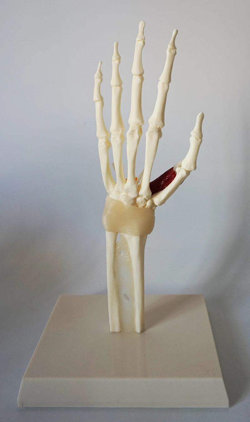 1:1 Hand joint model With tendon Ligamentous nerve model Medical teaching model