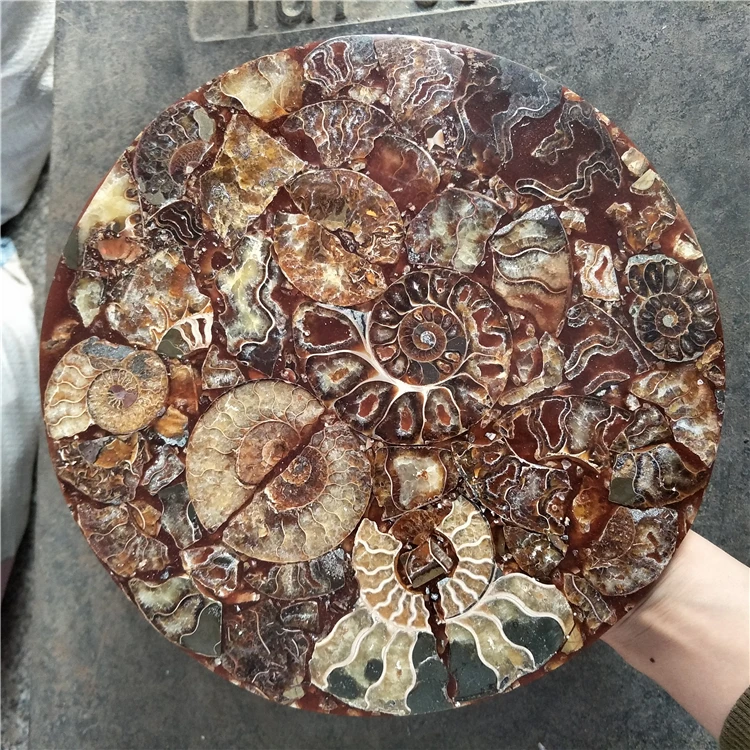 Madagascar Natural Large Ammonite Disc Authentic Specimen Geological Mineral Collection Home Decor Spiritual Energy