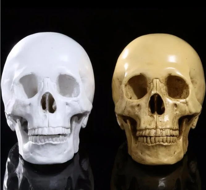 

Teaching resin skulls bar display human skull model Home Decoration Halloween human skeleton model free shipping