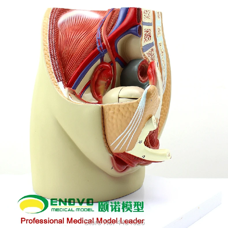 

ENOVO Female pelvic anatomy model reproductive urogenital gynecological model pelvic model