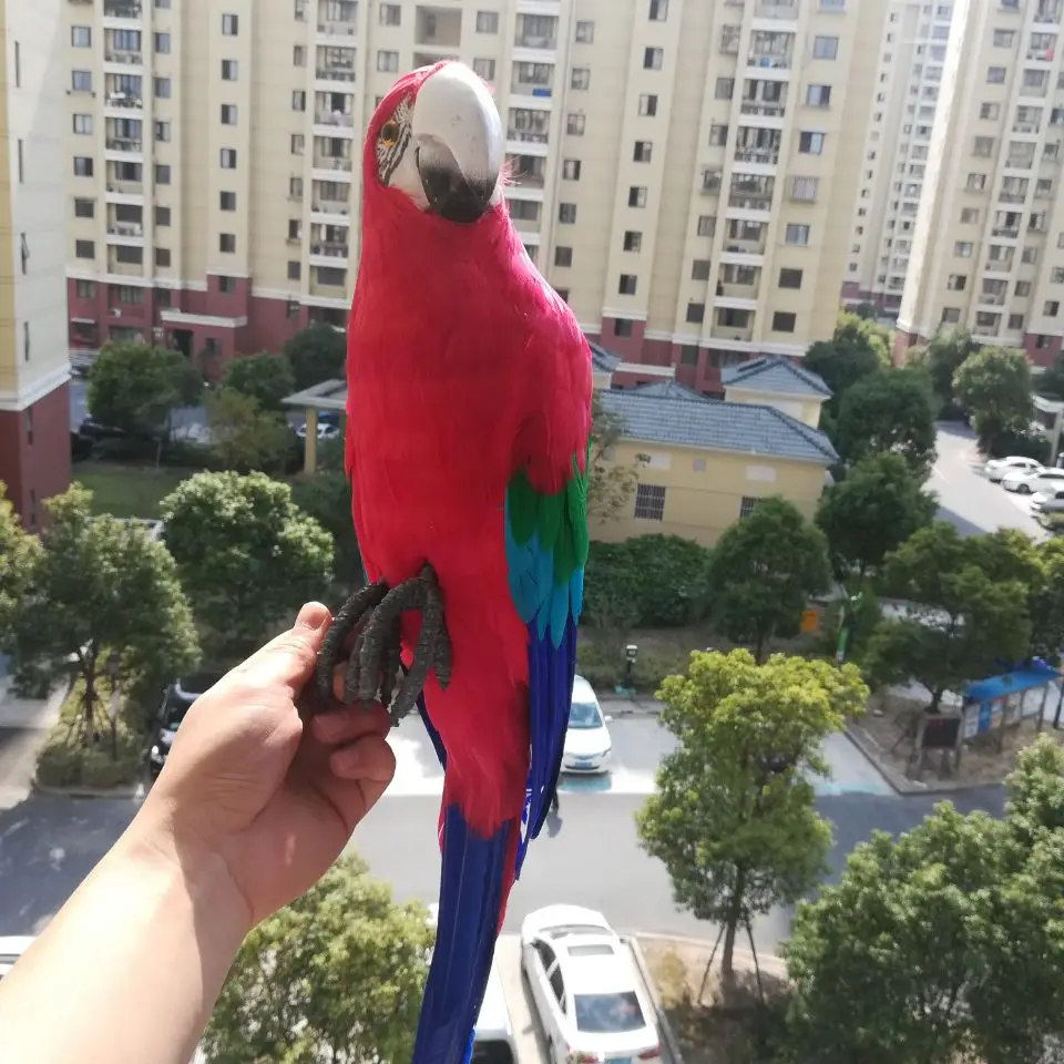 Grand oiseau de la vie réelle, plumes rouges colorées, modèle de perroquet, 60cm, accessoire de décoration pour la maison, film, jouet, cadeau h1212