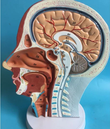 Medical Anatomy of Facial Nerve Microplasty With Silicone Head Injection Mannequin Skin Suture Facial Head Model