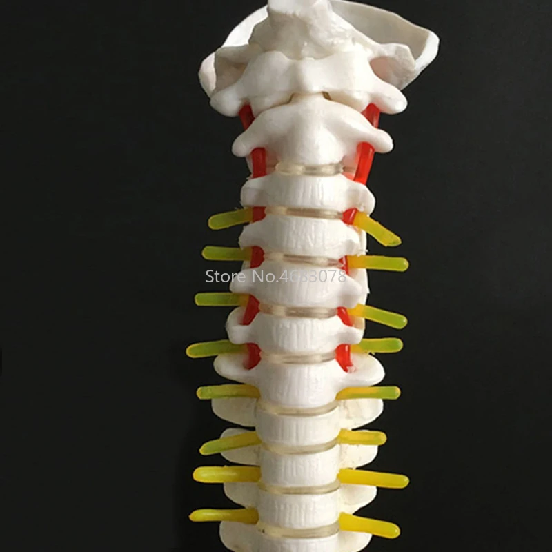 45CM Human Spine with Pelvic Model Human Anatomical Anatomy Spine Medical Model AB Style School Medical teaching supplies