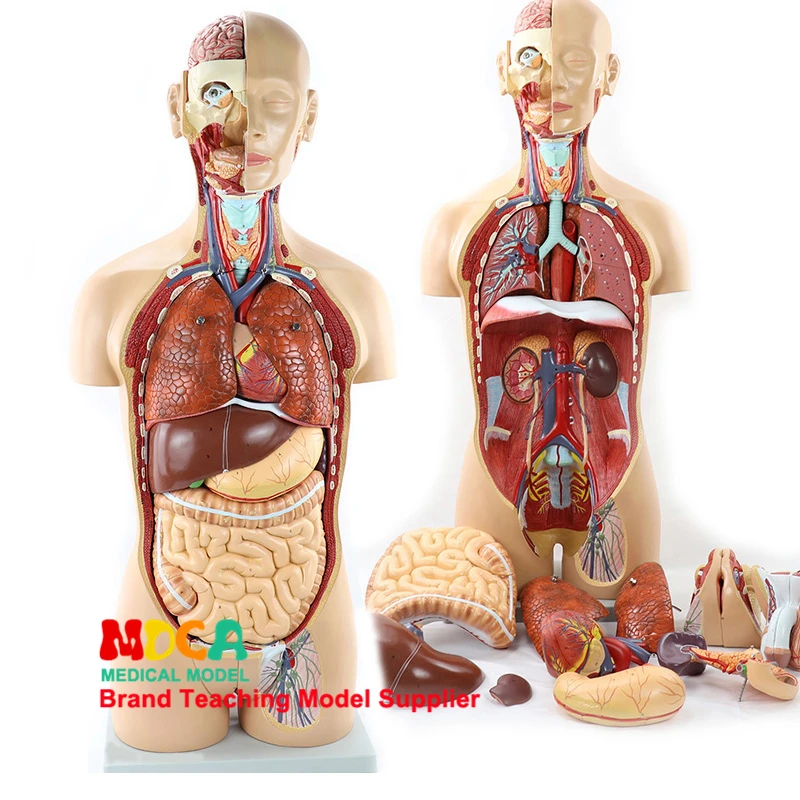 

5CM 25 Parts Disassembly Amphoteric Trunk Visceral Anatomical Model For Teaching Of Liver, Intestine And Stomach Medical