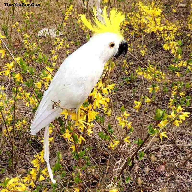 

simulation parrot bird hard model large 42cm white feathers cockatoo parrot bird prop,garden decoration gift s1163