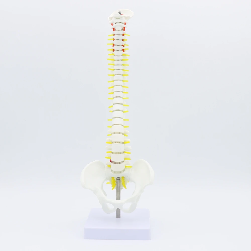 45CM Human Spine with Pelvic Model Human Anatomical Anatomy Spine Medical Model spinal column model+Stand Fexible