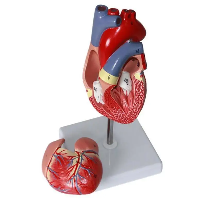 

Human Cardiac Heart Anatomical model human Viscera organs models Medical Science supplies Teaching tools