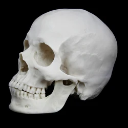 Life-Size Human Skull White Simulation 1: 1 Model of Medicine Skeleton Gothic Decoration Halloween Party Scene Layout Present