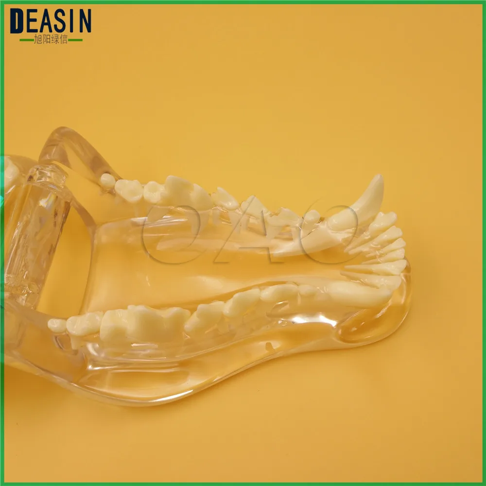 Dog Dentition Model The dog teeth skull jaw bone transparent solution planing teaching Veterinary Animal model specimens