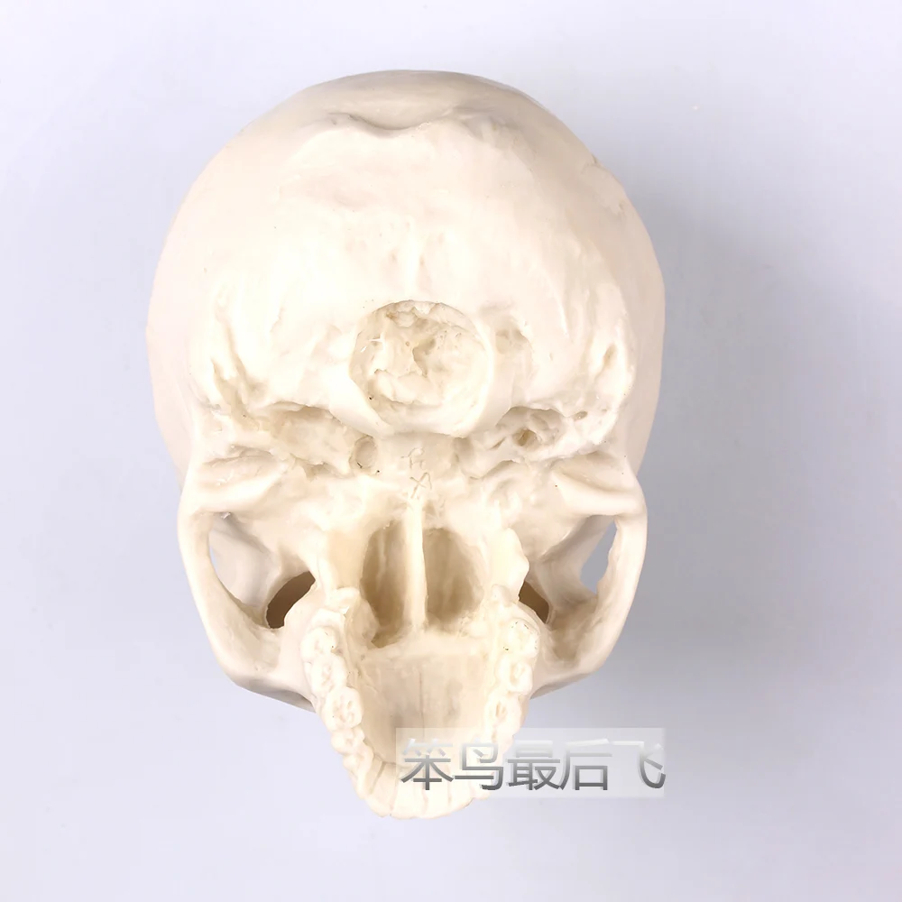 white 1: 1 human skull model life size resin skull model art teaching human skeleton model free shipping