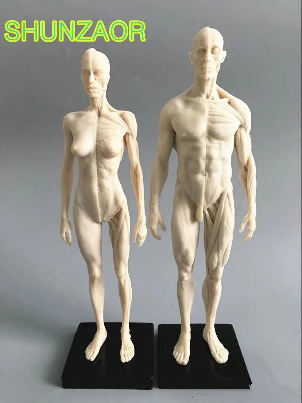 1:6 white 30cm  Human anatomy Male&female Flesh Anatomy comparative anatomy set  dental camera make up model