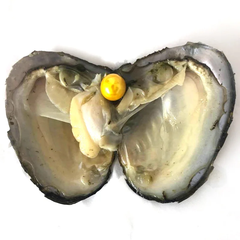 50pcs Vacuum Packed Oyster with Single Yellow 9-10mm Natural Edison Pearl