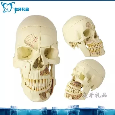 

Teeth model removable head skull model free shopping