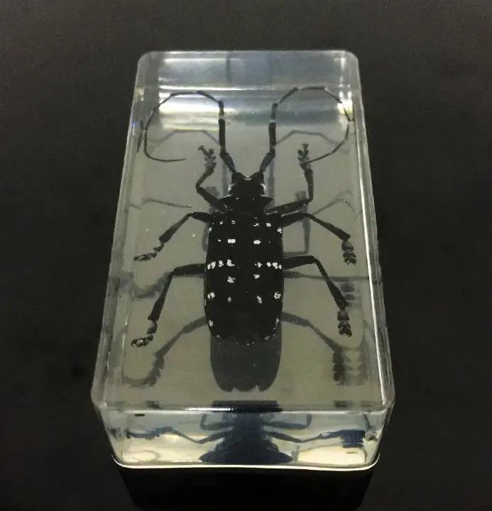 

Chinese Spotted Longhorn Beetle (Anoplophora glabripenn) - Insect Specimen (Clear)