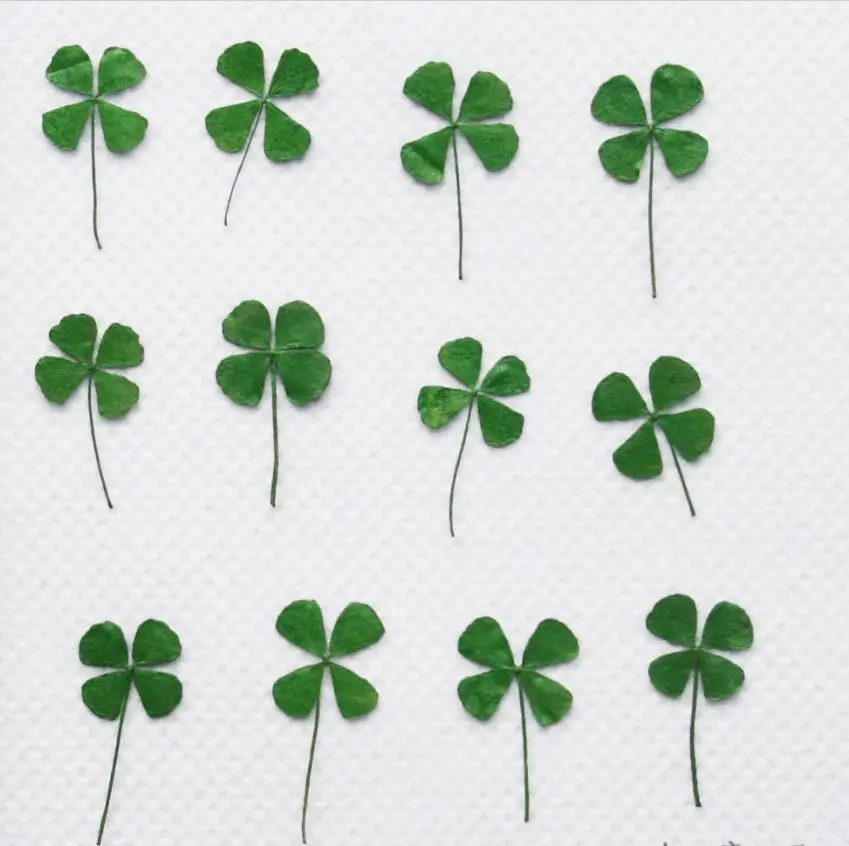 

120pcs Pressed Dried Clover Leaf Plants For Epoxy Resin Pendant Necklace Jewelry Making Craft DIY Accessories