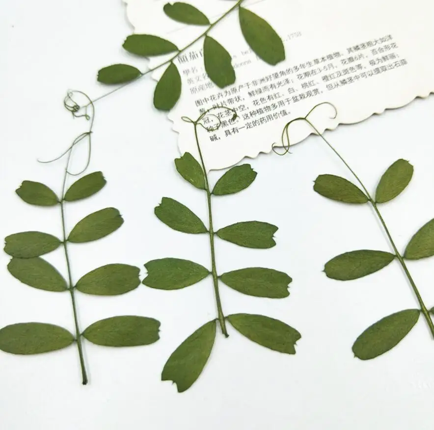 

120pcs Pressed Dried Flower Soybean Leaf Filler For Epoxy Resin Jewelry Making Postcard Frame Phone Case Craft DIY