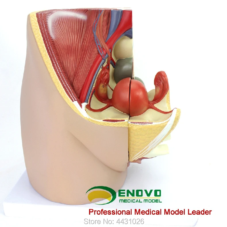 ENOVO Female pelvic anatomy model reproductive urinary uterus embryo children obstetrics and gynecology teaching