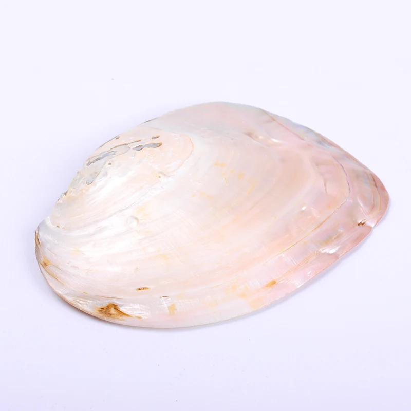 1pc 13*18cm AA quality natural fresh water pearl oyster clam shell burnish Smoothly for jewelry crafts