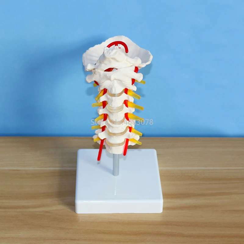 Human Anatomical Model Cervical Vertebra Model Cervical Spine with Neck Artery Occipital Bone Disc and Nerve Model Life Size