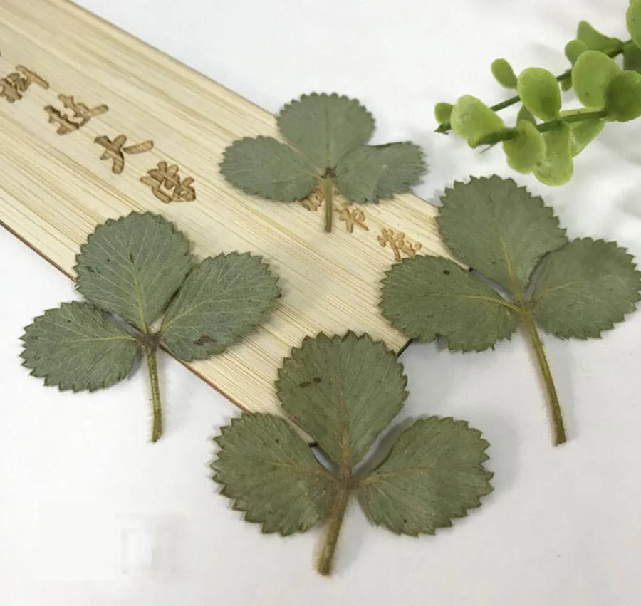 120pcs Dried Pressed Strawberry Leaf Leaves Plants Herbarium For Jewelry Bookmark Phone Case Invitation Card Making