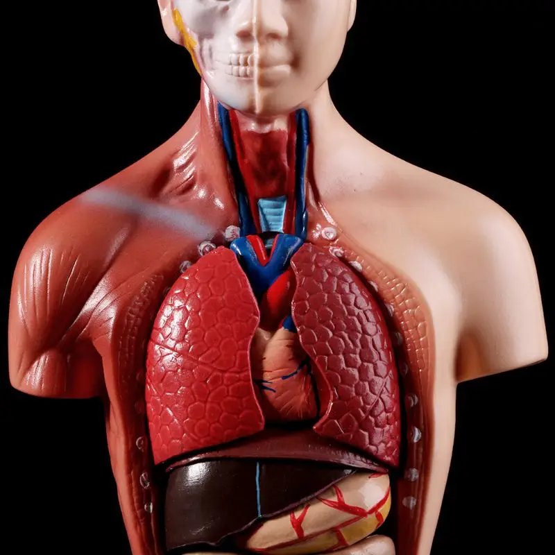 Medical props model Human Torso Body Model Anatomy Anatomical Medical Internal Organs For Teaching