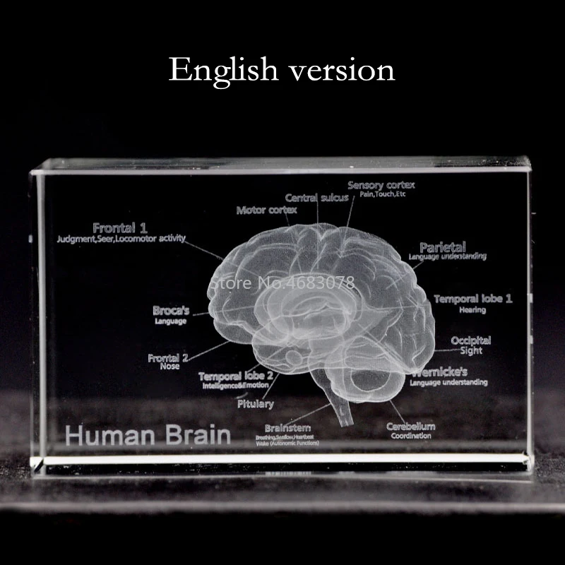 3D Stereoscopic crystal inner carving Anatomical brain model for Medical teaching supplies or Ideal gift 50*50*80mm