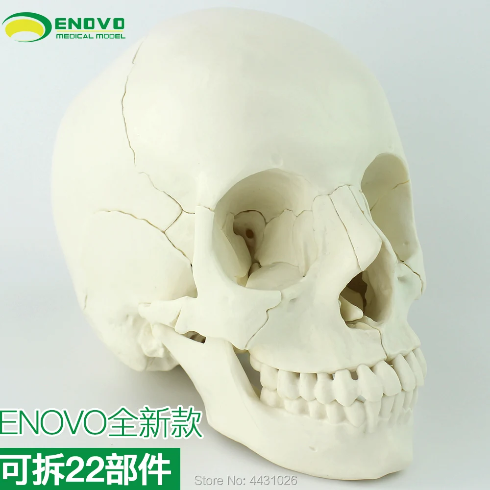 ENOVO Medical Human.Skull Model Skull Bone Assembly Detachable Beauty And Micro Plastic Teaching Skull