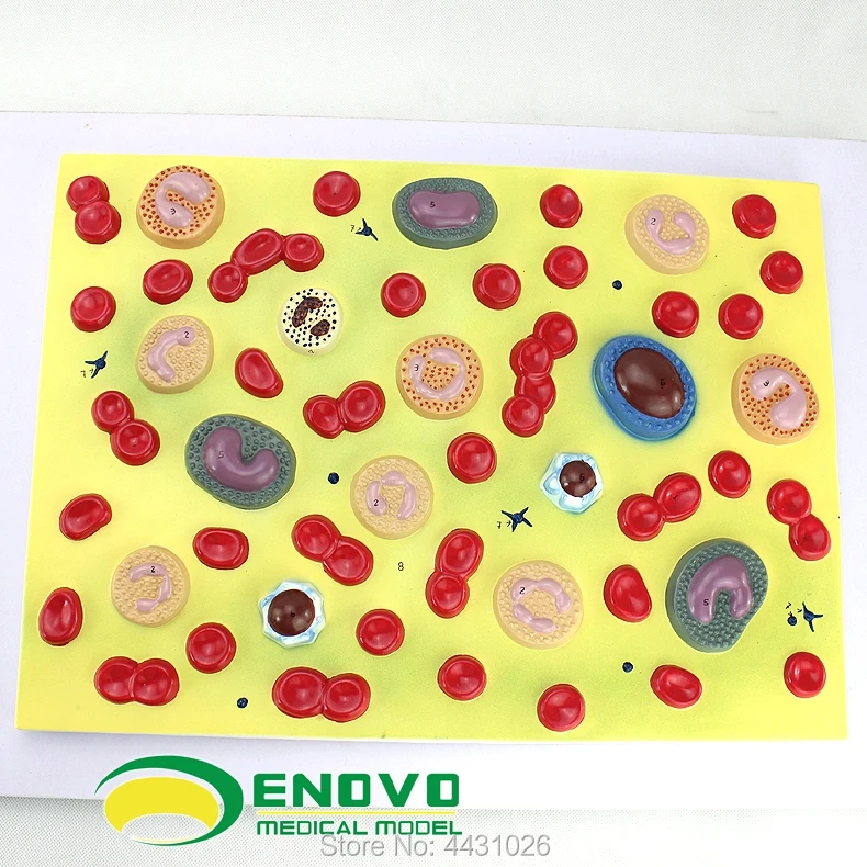 ENOVO Medical human .blood cell amplification model hematology department pathology physiology teaching model