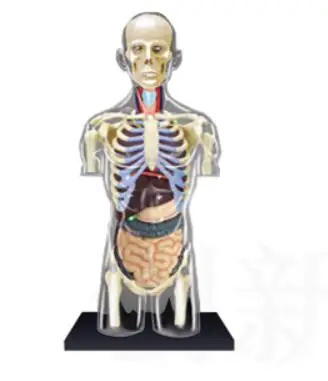 

1:6 прозрачный человеческий ТОРС, модель человеческой анатомии, 4D бюст, мужское тело, голова, научная модель