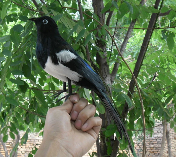 

about 30cm feathers magpie bird,Handmade model,polyethylene& feathers bird ,home decoration toy gift w3935