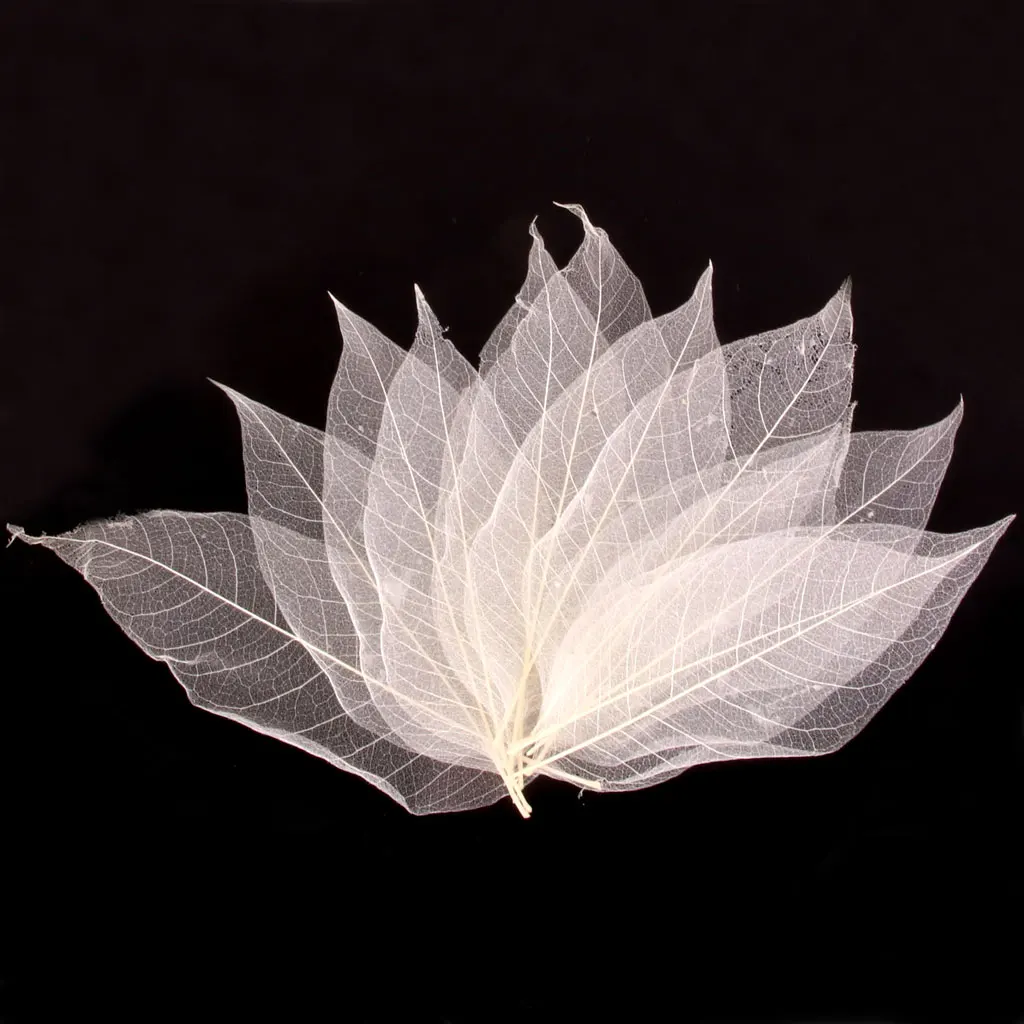 50Pcs Natural Magnolia Skeleton Leaf Leaves Card Scrapbook White Festive Party Supplies Wedding Home Decoration Magnolia Leaf