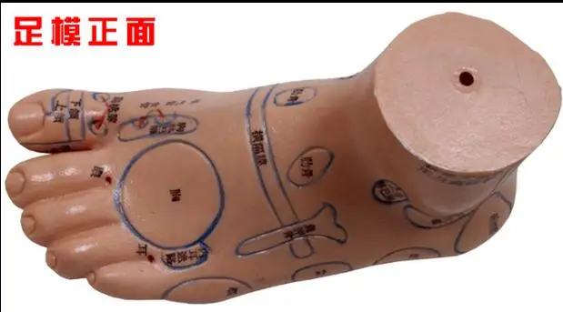 According to the foot model foot acupoint model foot acupuncture model 20CM foot acupuncture model